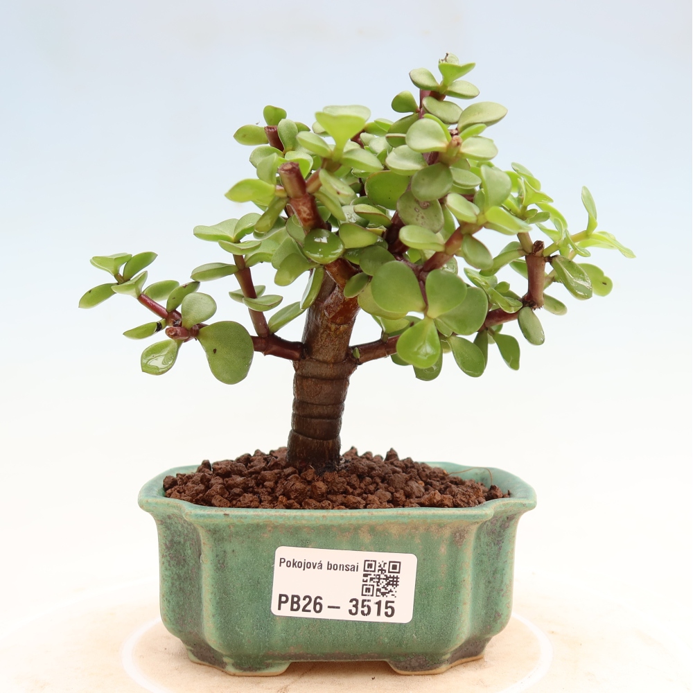 Szoba bonsai - Portulakaria Afra - Tlustice