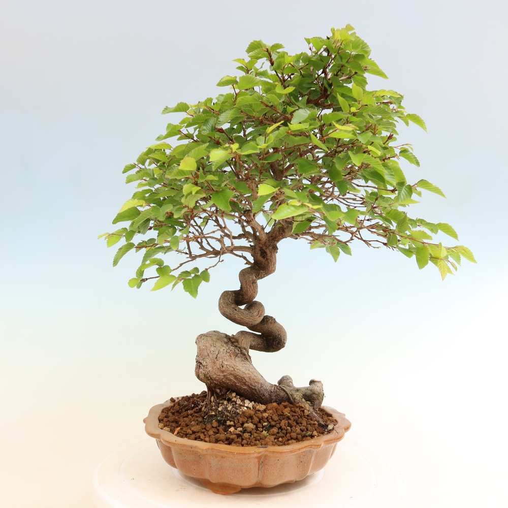 Kültéri bonsai -Carpinus Coreana - Koreai gyertyánfa
