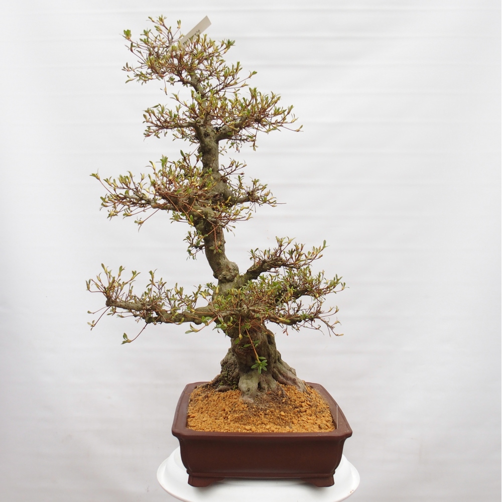 Kültéri bonsai - Japán azálea - Azálea Hekinan-no-Tsuki