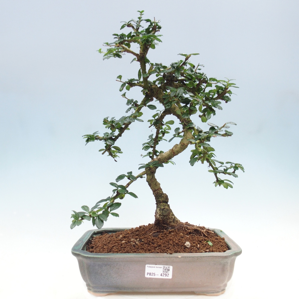 Szobai bonsai - Carmona macrophylla - Tea fuki