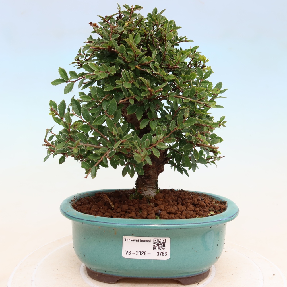 Kültéri bonsai - Zelkova - Zelkova NIRE