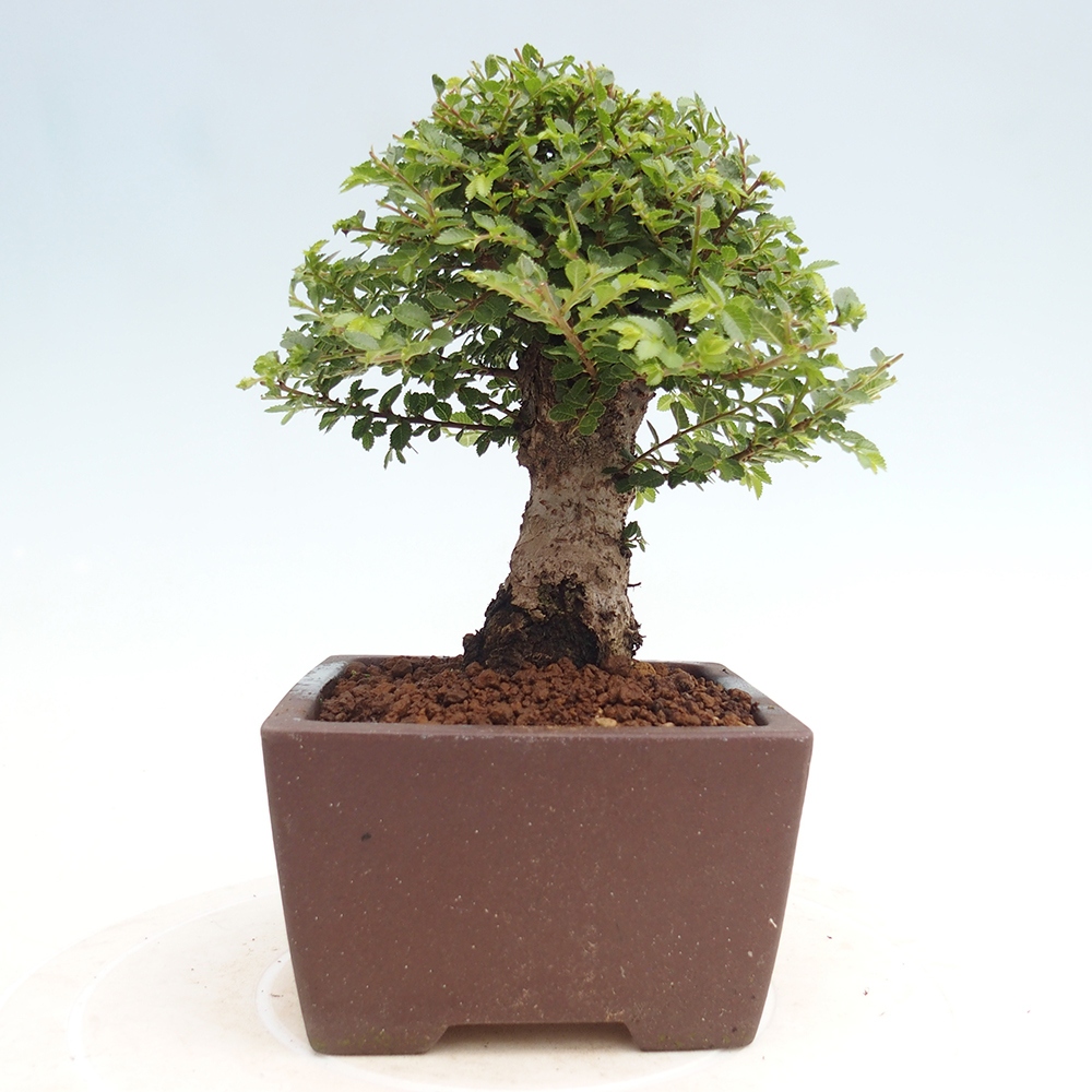 Kültéri bonsai - Ulmus parvifolia Hokkaido - Kínai szil - Ulmus parvifolia Hokkaido