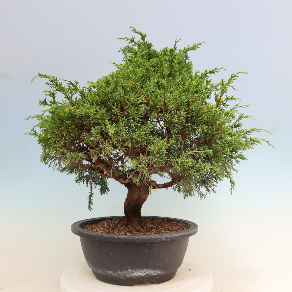 Kültéri bonsai - Juniperus chinensis Itoigawa-Juniperus chinensis