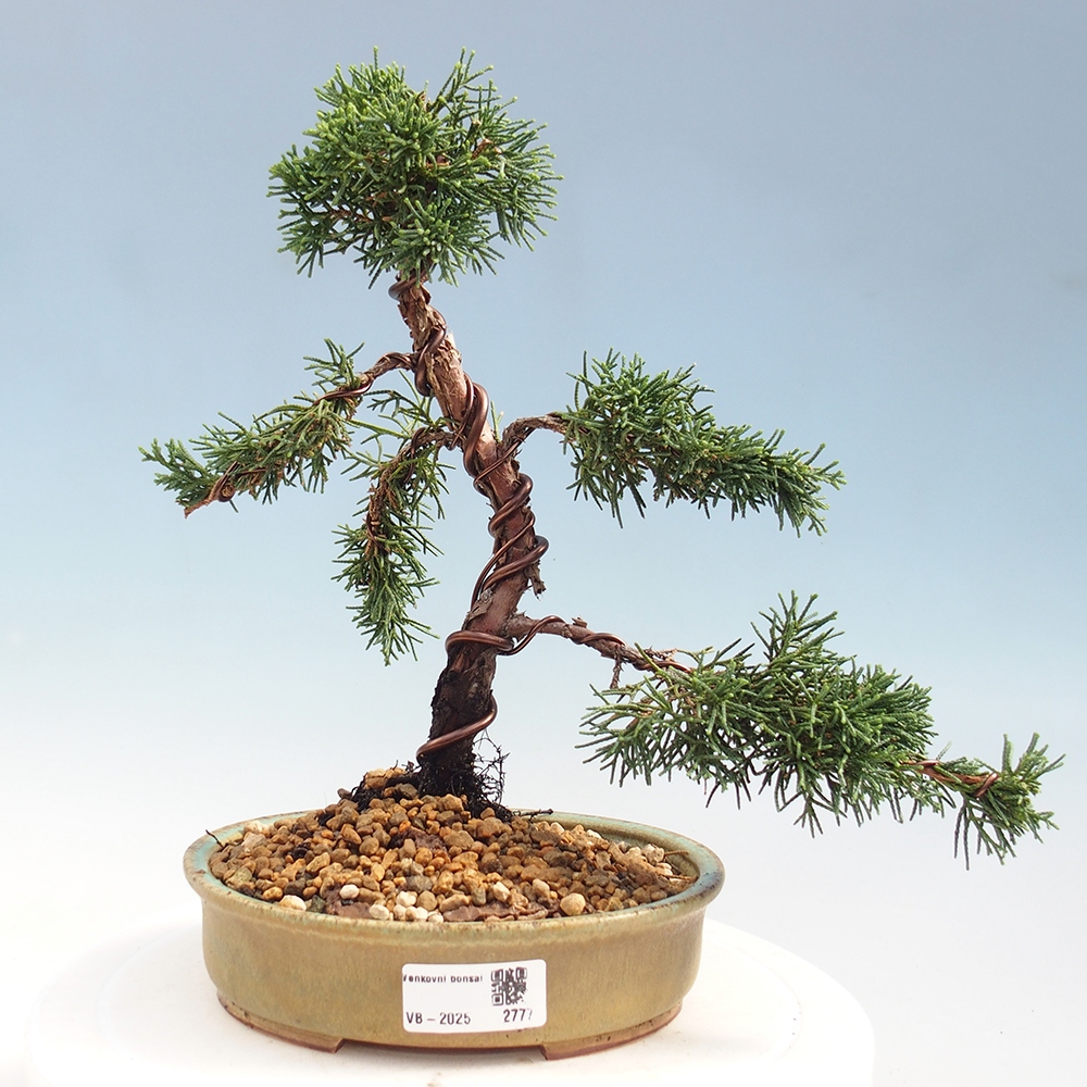 Kültéri bonsai - Juniperus chinensis Kishu