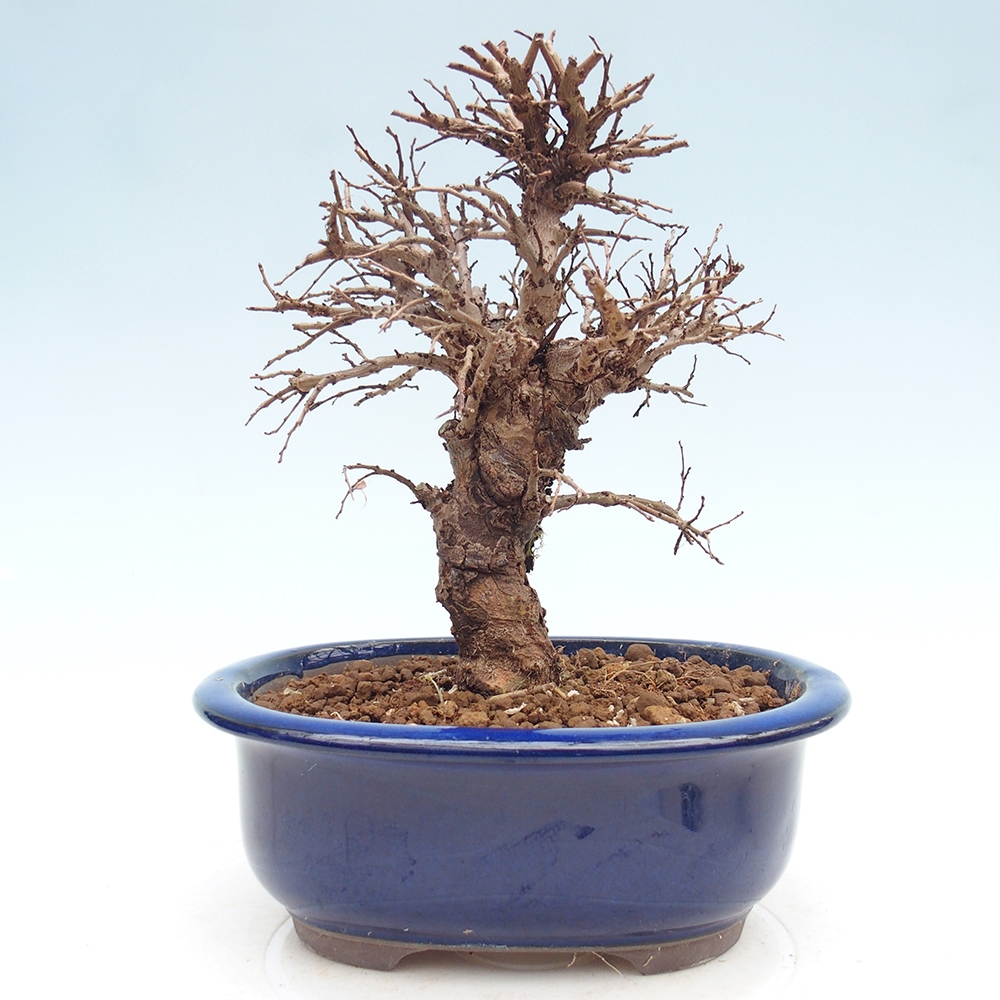 Kültéri bonsai - Zelkova - Zelkova NIRE