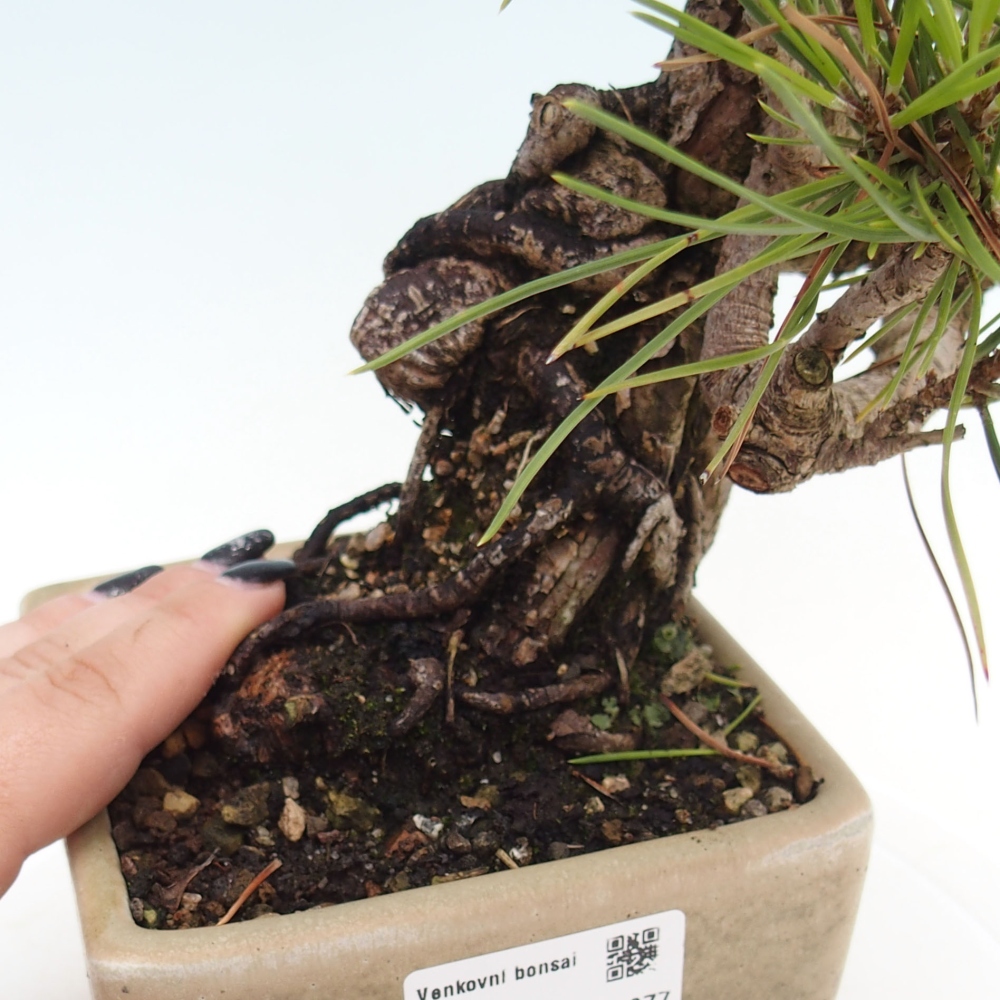 Kültéri bonsai - Pinus thunbergii - Thunberg fenyő