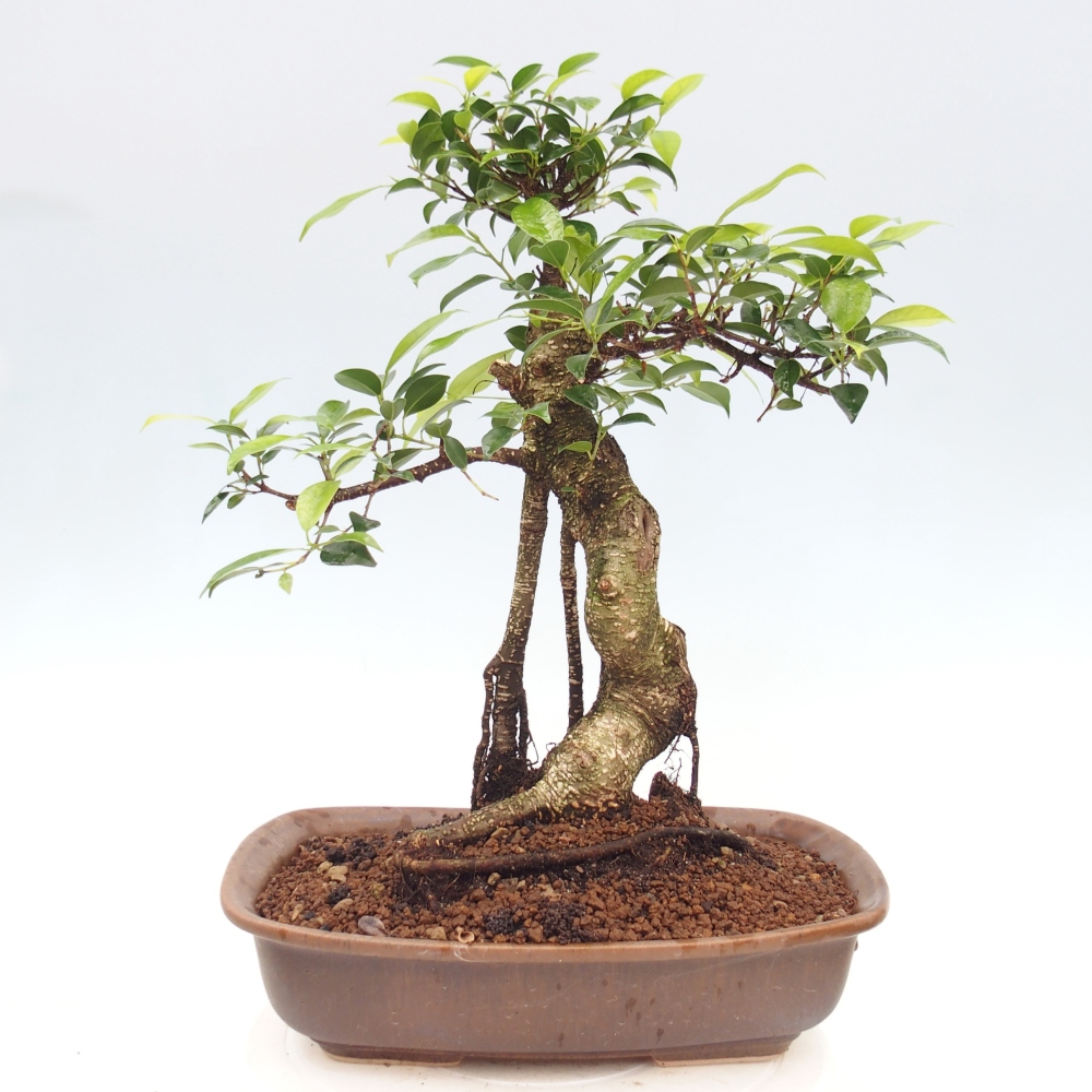 Szobai bonsai - Ficus kimmen - kislevelű fikusz