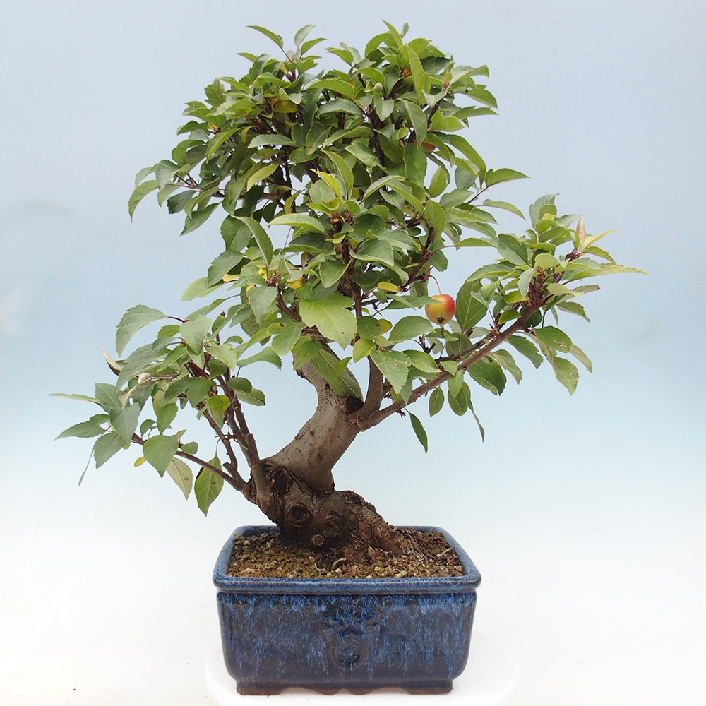 Kültéri bonsai -Malus halliana - Kis gyümölcsű almafa