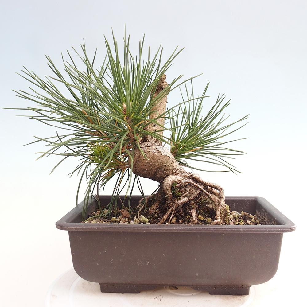 Kültéri bonsai - Pinus thunbergii - Thunberg fenyő