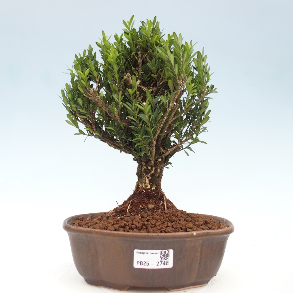 Szobai bonsai - Buxus harlandii - parafa buxus