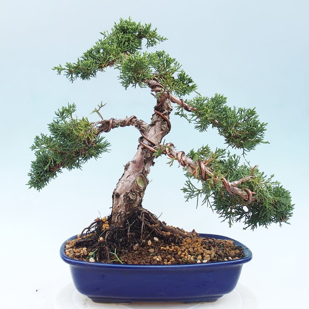 Kültéri bonsai - Juniperus chinensis Kishu