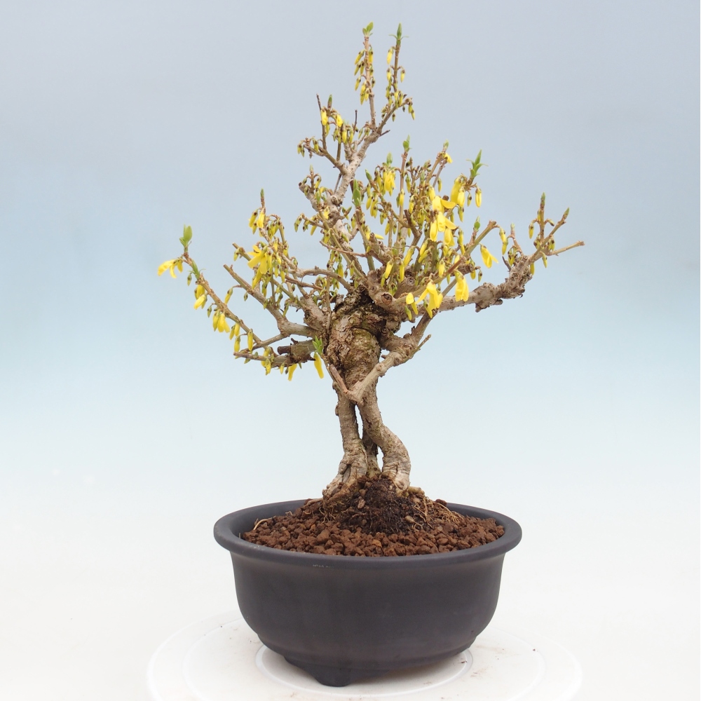 Kültéri bonsai - Zlatice - Forsythia koreana