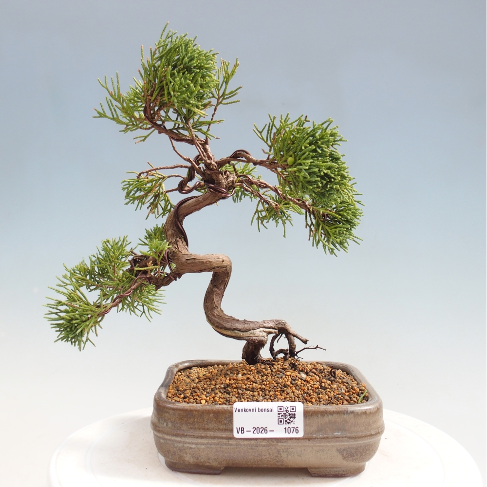 Kültéri bonsai - Juniperus chinensis Kishu