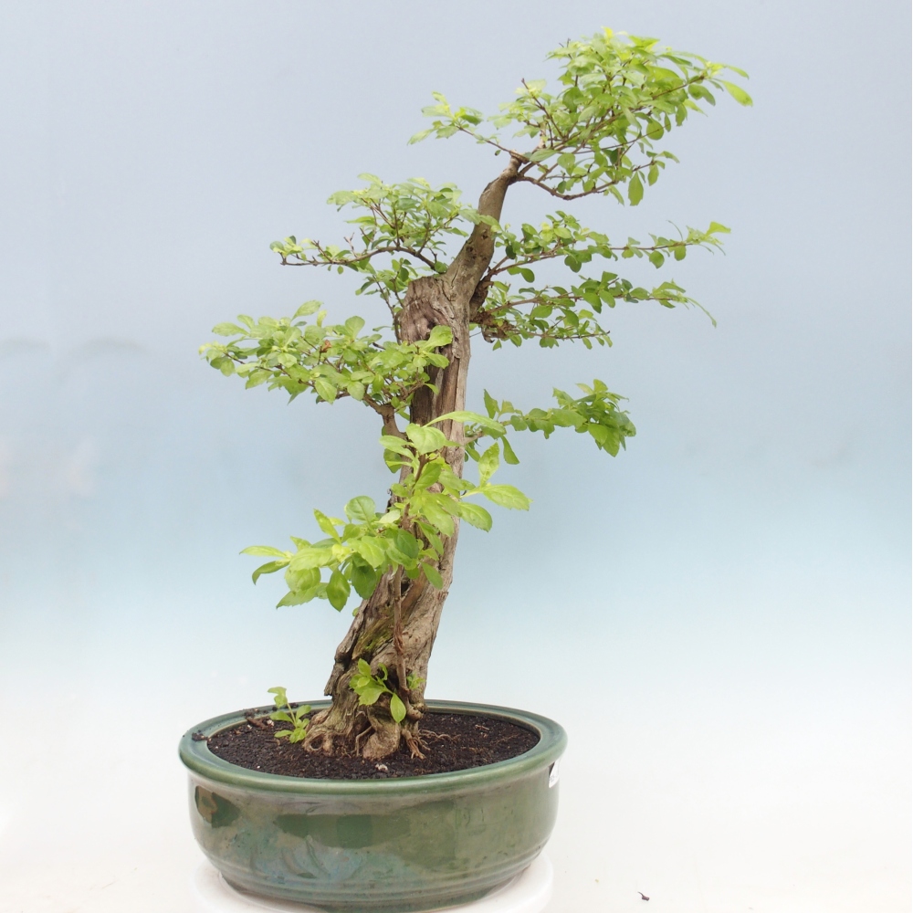 Szobai bonsai - Duranta erecta Aurea - CSAK SZEMÉLYES Begyűjtés vagy raklapos szállítás