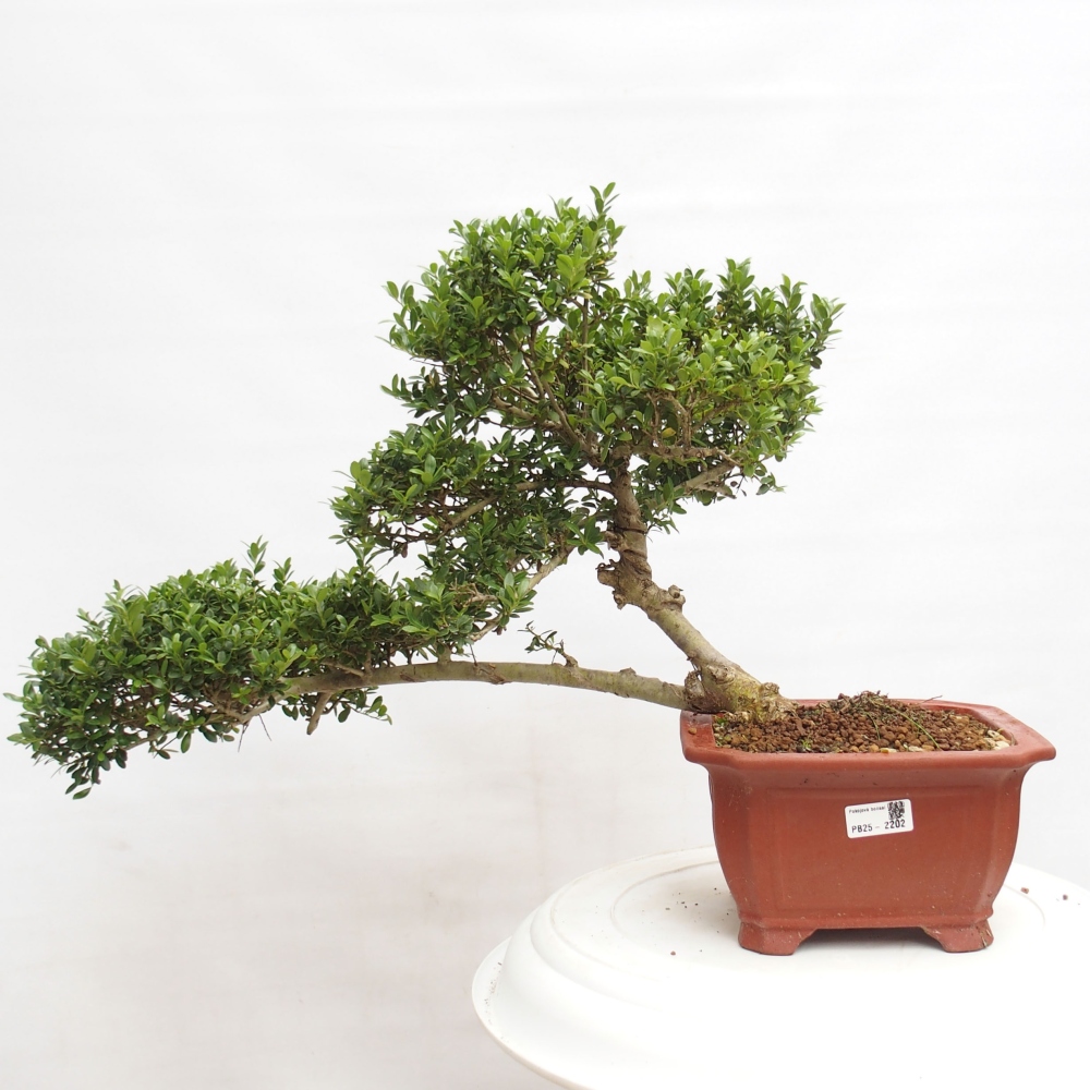 Szobai bonsai - Ilex crenata - Holly