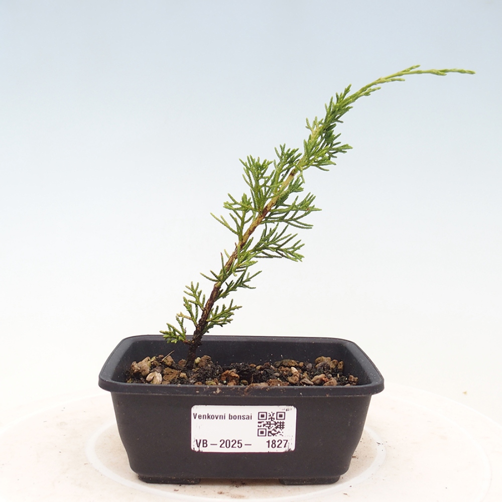 Kültéri bonsai - Juniperus chinensis Itoigawa