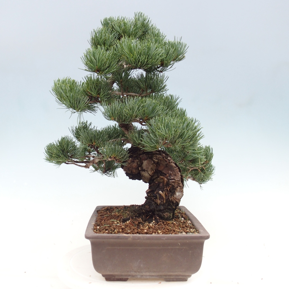Kültéri bonsai - Pinus parviflora - Pinus parviflora
