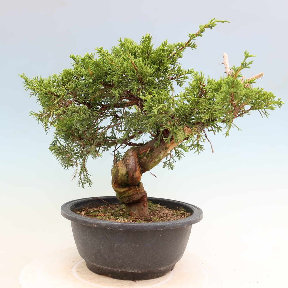Kültéri bonsai - Juniperus chinensis Itoigawa-Juniperus chinensis