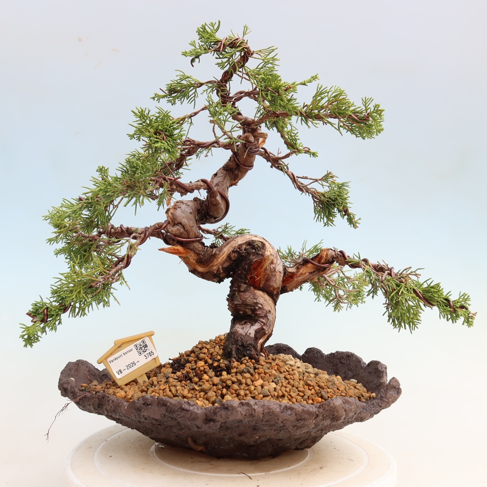 Kültéri bonsai - Juniperus chinensis Itoigawa-Juniperus chinensis