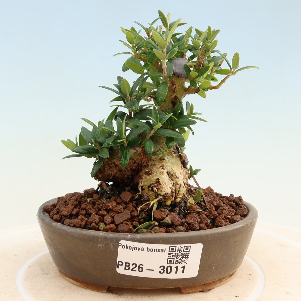 Beltéri bonsai - Olea europaea sylvestris