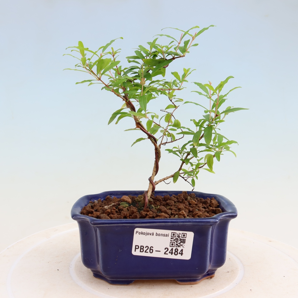 Szobai bonsai-PUNICA granatum nana-gránátalma