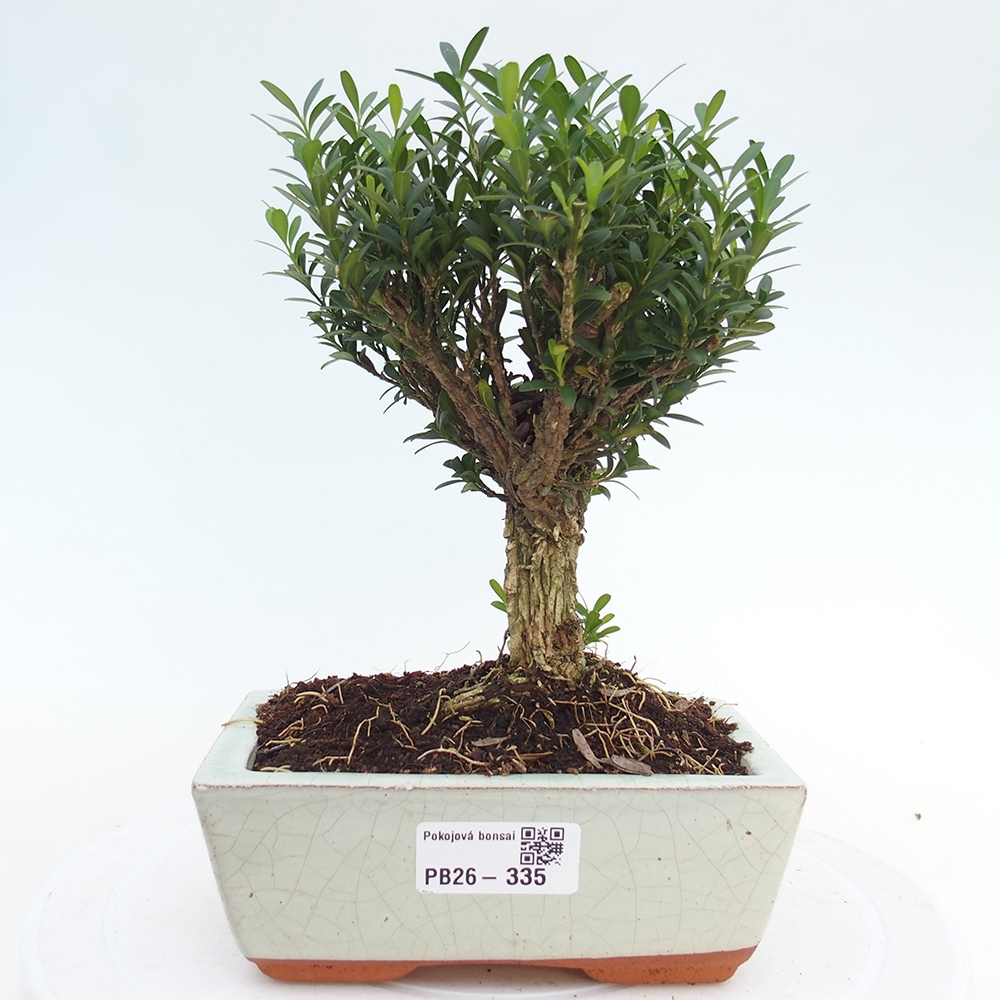 Szobai bonsai - Buxus harlandii - parafa buxus
