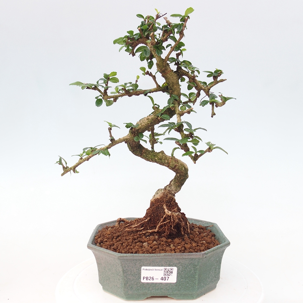Szobai bonsai - Carmona macrophylla - Tea fuki