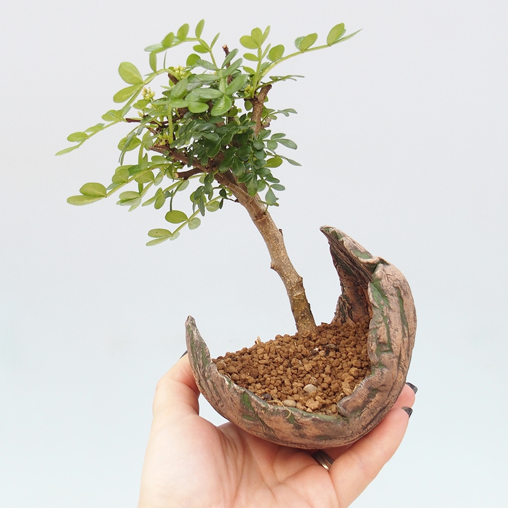 Szobai bonsai - Zantoxylum piperitum - borsfa