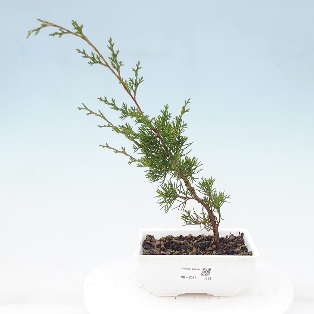 Kültéri bonsai - Juniperus chinensis Itoigawa