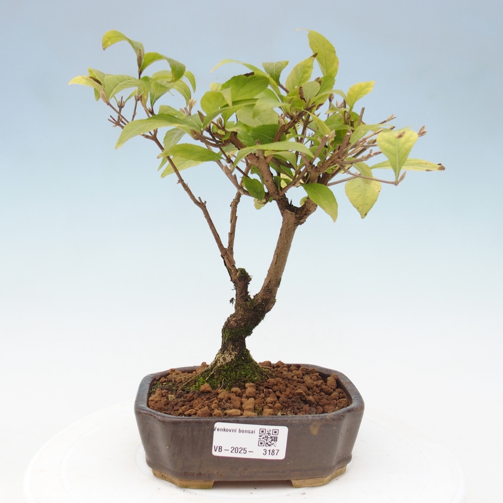 Kültéri bonsai - Callicarpa japonica