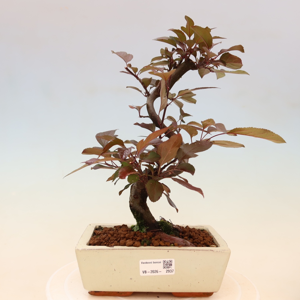 Kültéri bonsai -Malus domestica - Kis gyümölcsű piros levelű almafa