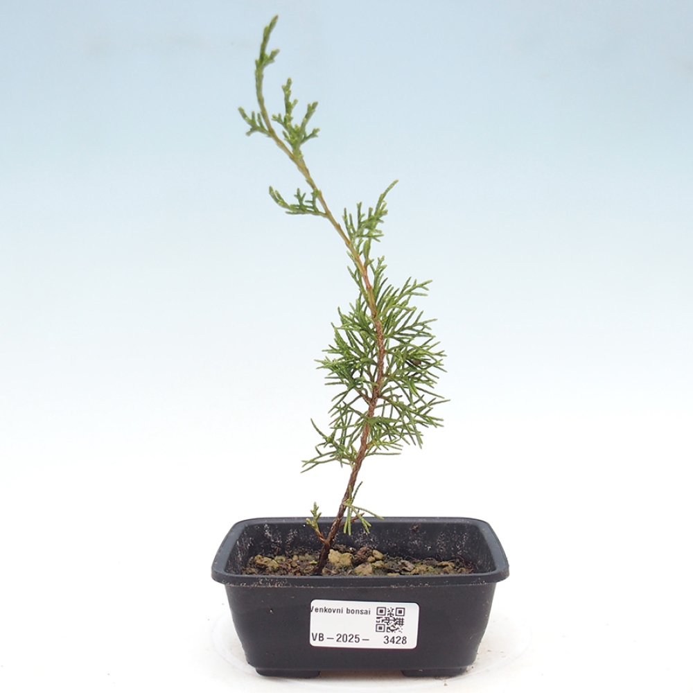 Kültéri bonsai - Juniperus chinensis Itoigawa