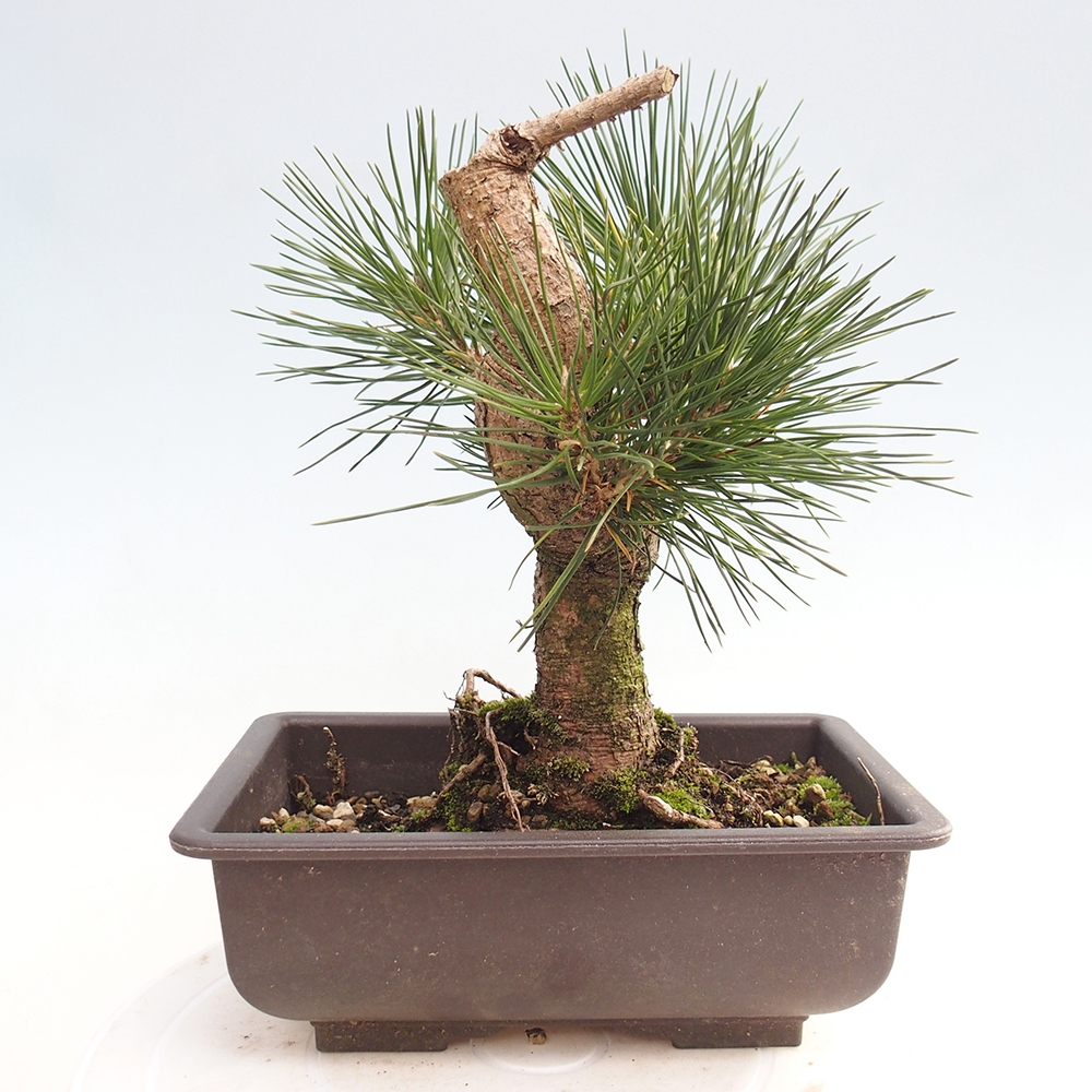 Kültéri bonsai - Pinus thunbergii - Thunberg fenyő