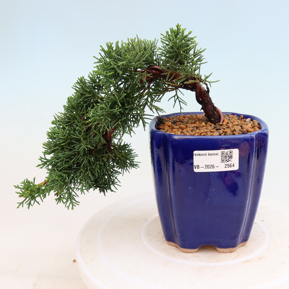 Kültéri bonsai - Juniperus chinensis Kishu