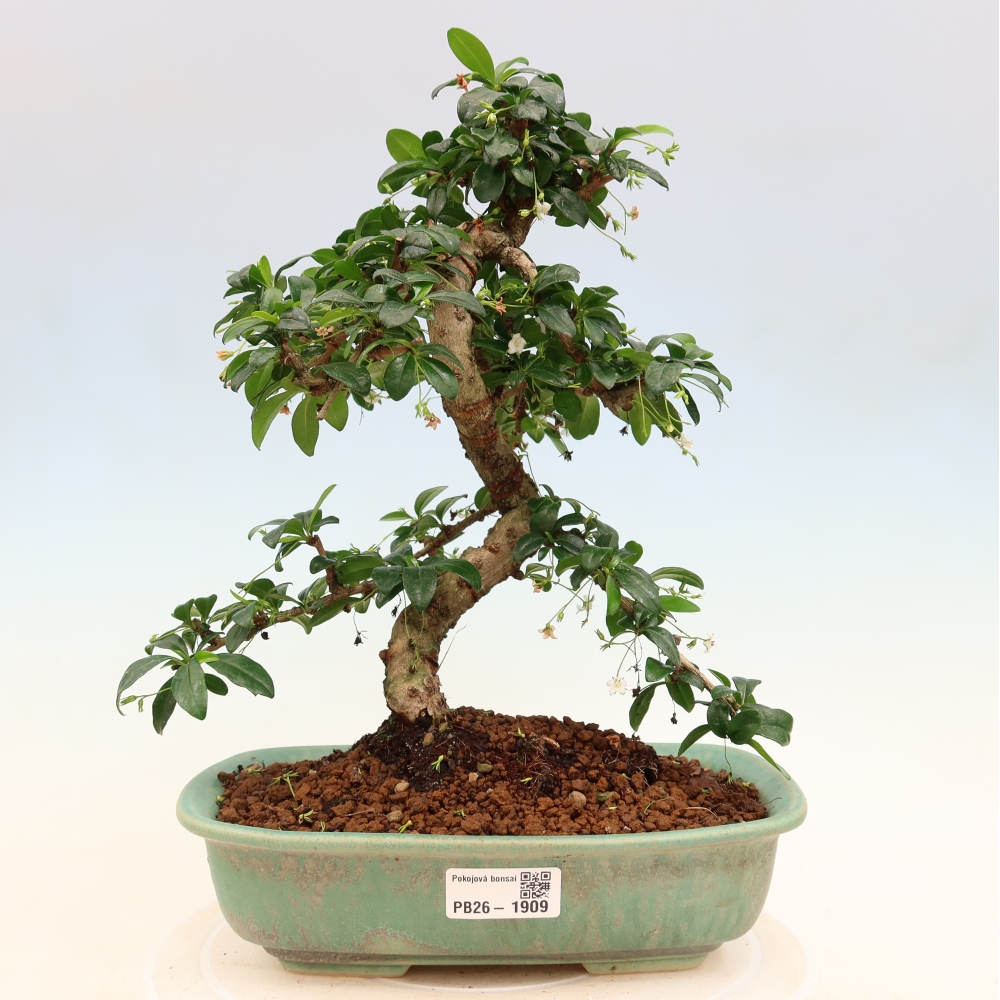 Szobai bonsai - Carmona macrophylla - Tea fuki