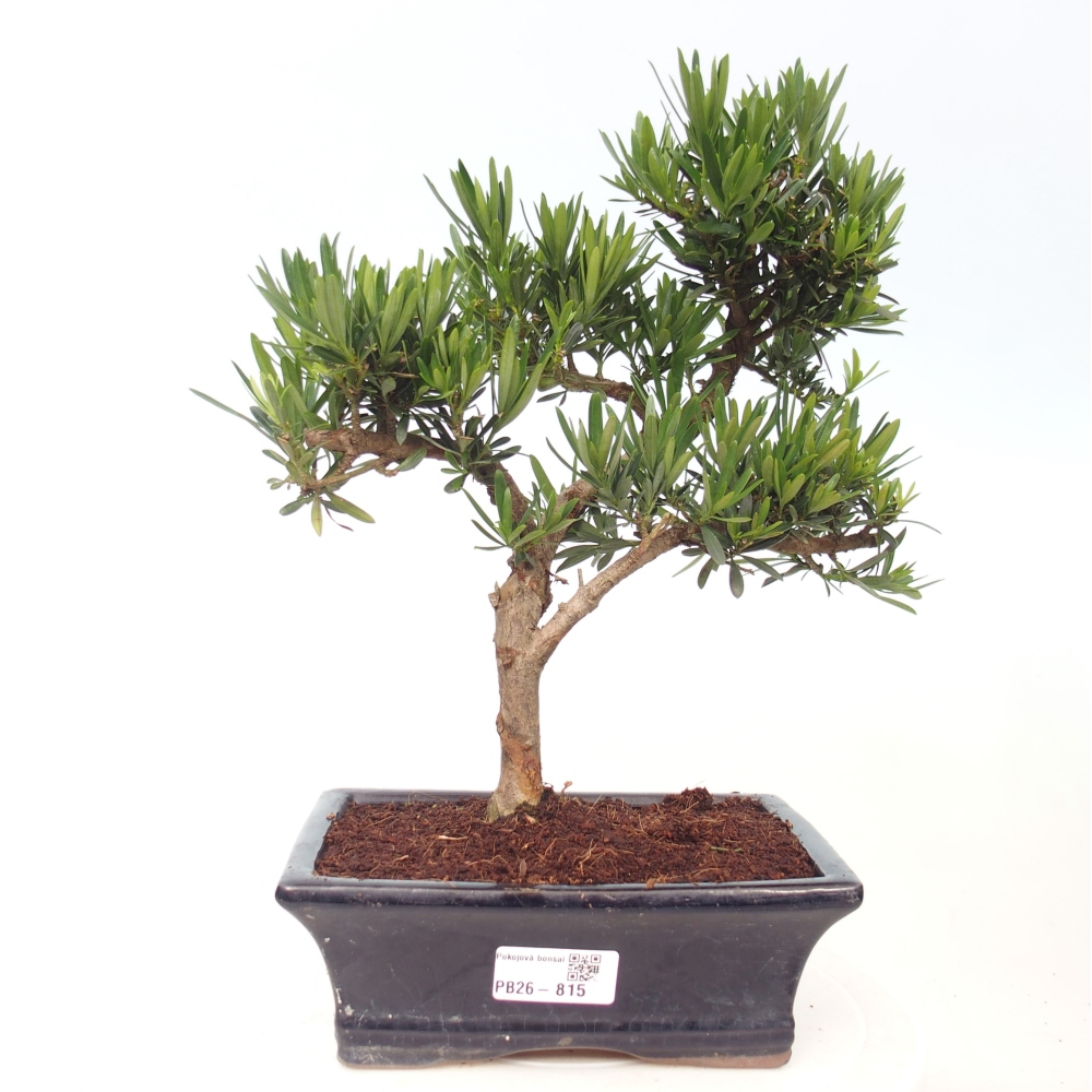 Szobai bonsai - Podocarpus - Kőtiszafa