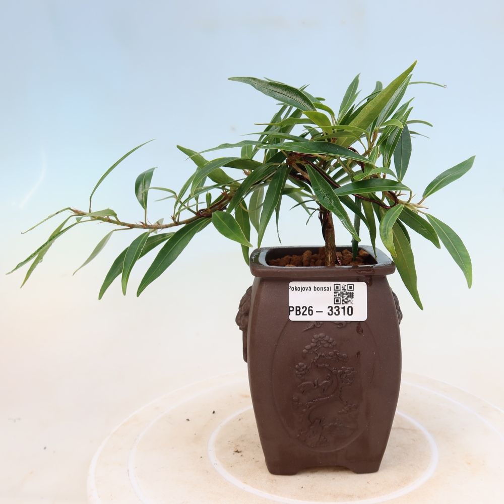 Szobai bonsai - Ficus nerifolia - kislevelű fikusz