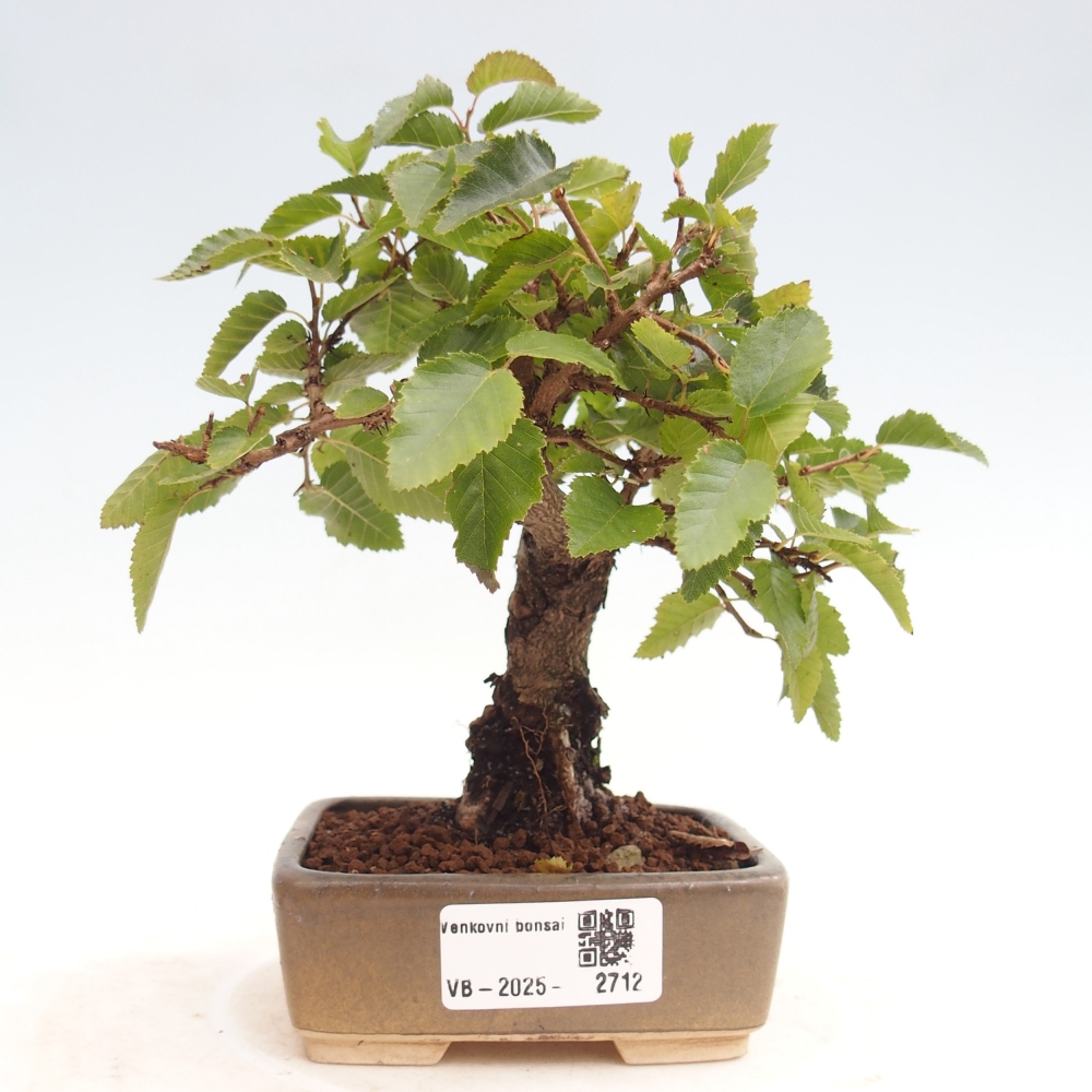 Kültéri bonsai -Carpinus CARPINOIDES - Koreai gyertyánfa