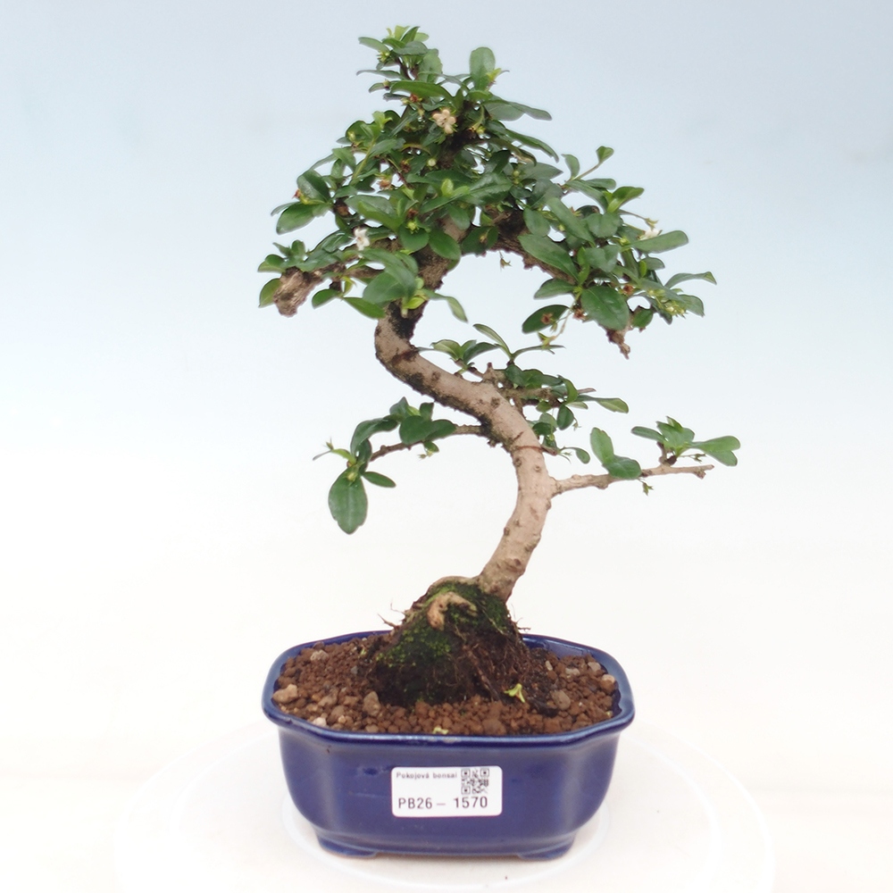 Szobai bonsai - Carmona macrophylla - Tea fuki