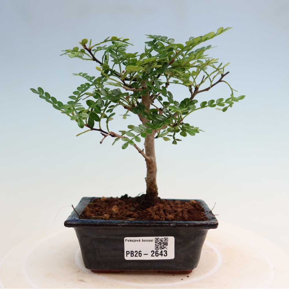 Szobai bonsai - Zantoxylum piperitum - borsfa