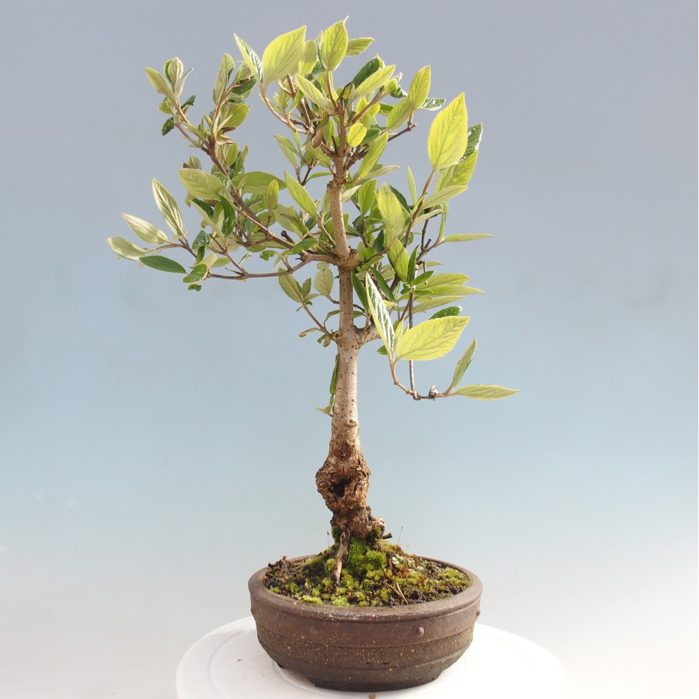 Kültéri bonsai-Kalina Bodnanská - Viburum carlesii hemsi