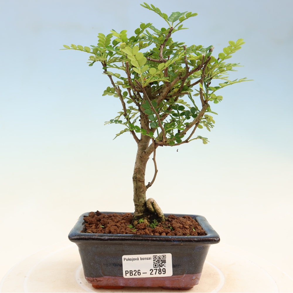 Szobai bonsai - Zantoxylum piperitum - borsfa