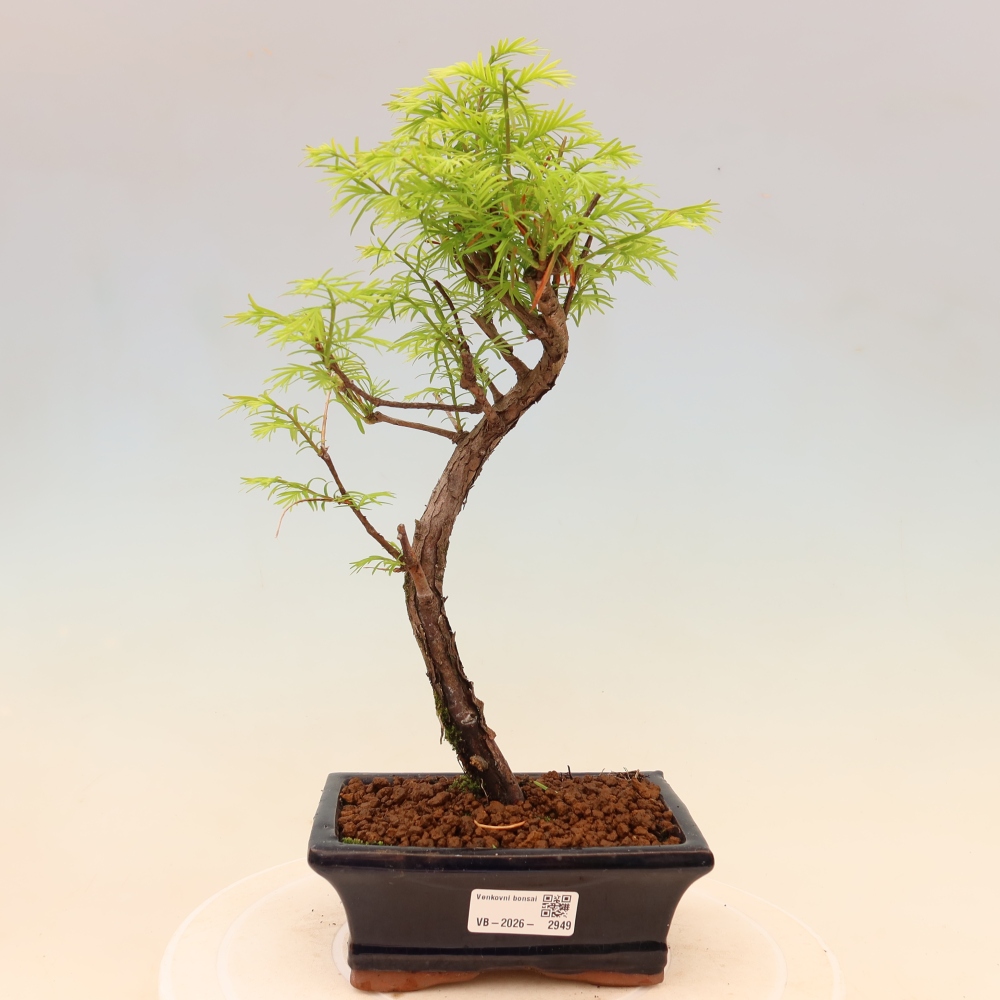 Kültéri bonsai - Metasequoia glyptostroboides - Kínai metasequoia