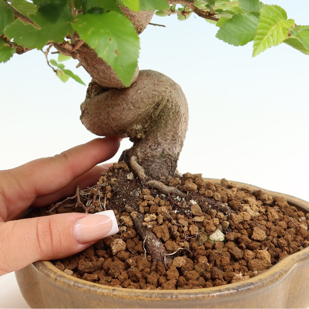 Kültéri bonsai -Carpinus Coreana - Koreai gyertyánfa