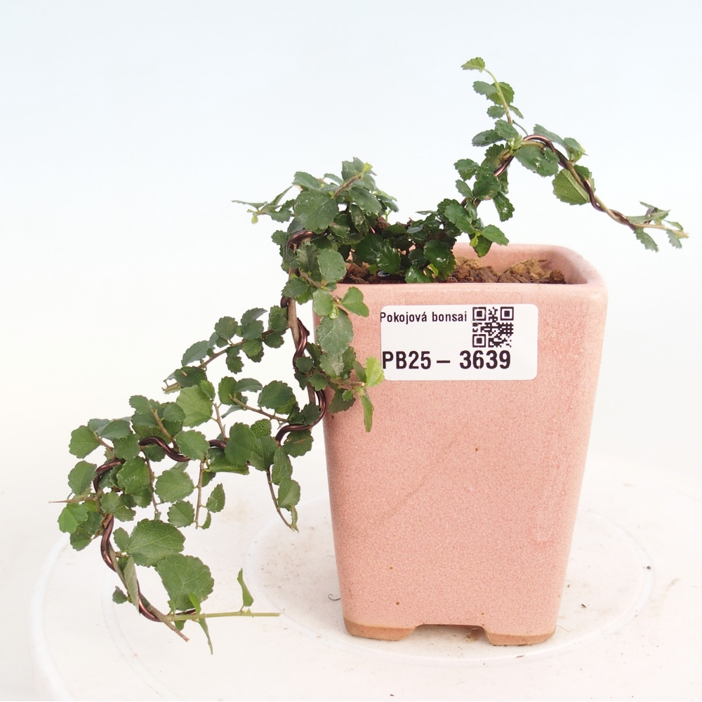 Szobai bonsai - Grewia sp. - Grewia malafolia