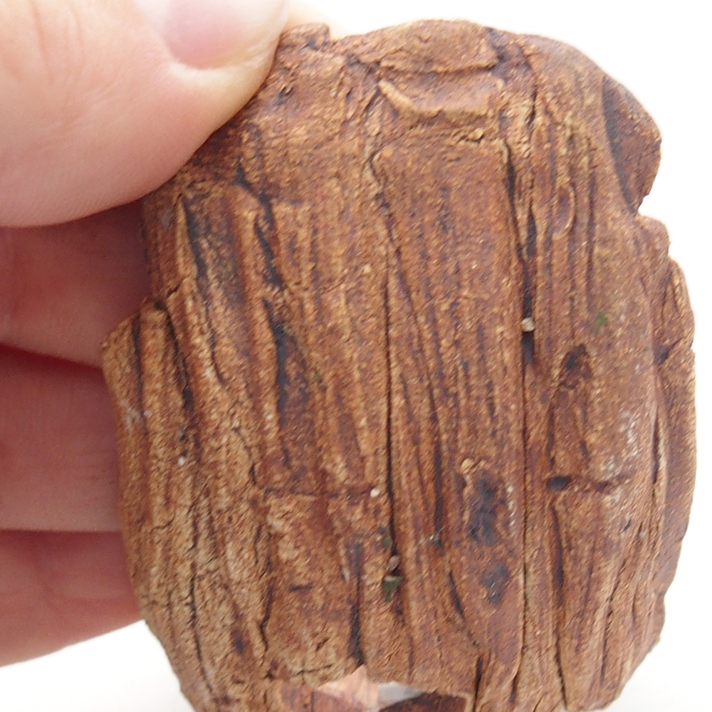 Kerámia kagyló 9 x 4,5 x 4,5 cm , színe barna