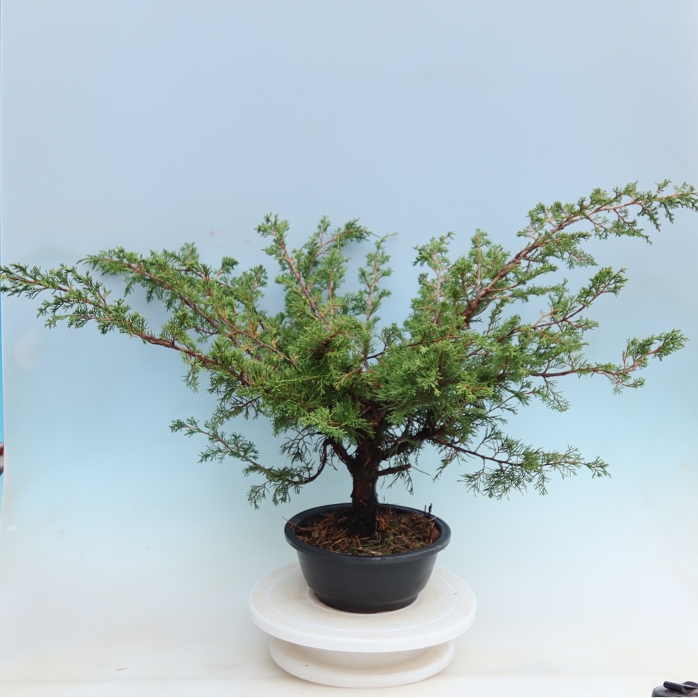 Kültéri bonsai – Juniperus chinensis Itoigawa – Kínai boróka