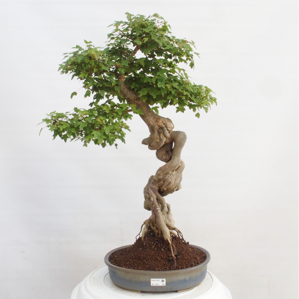 Kültéri bonsai - Acer Buergerianum - Burger juhar