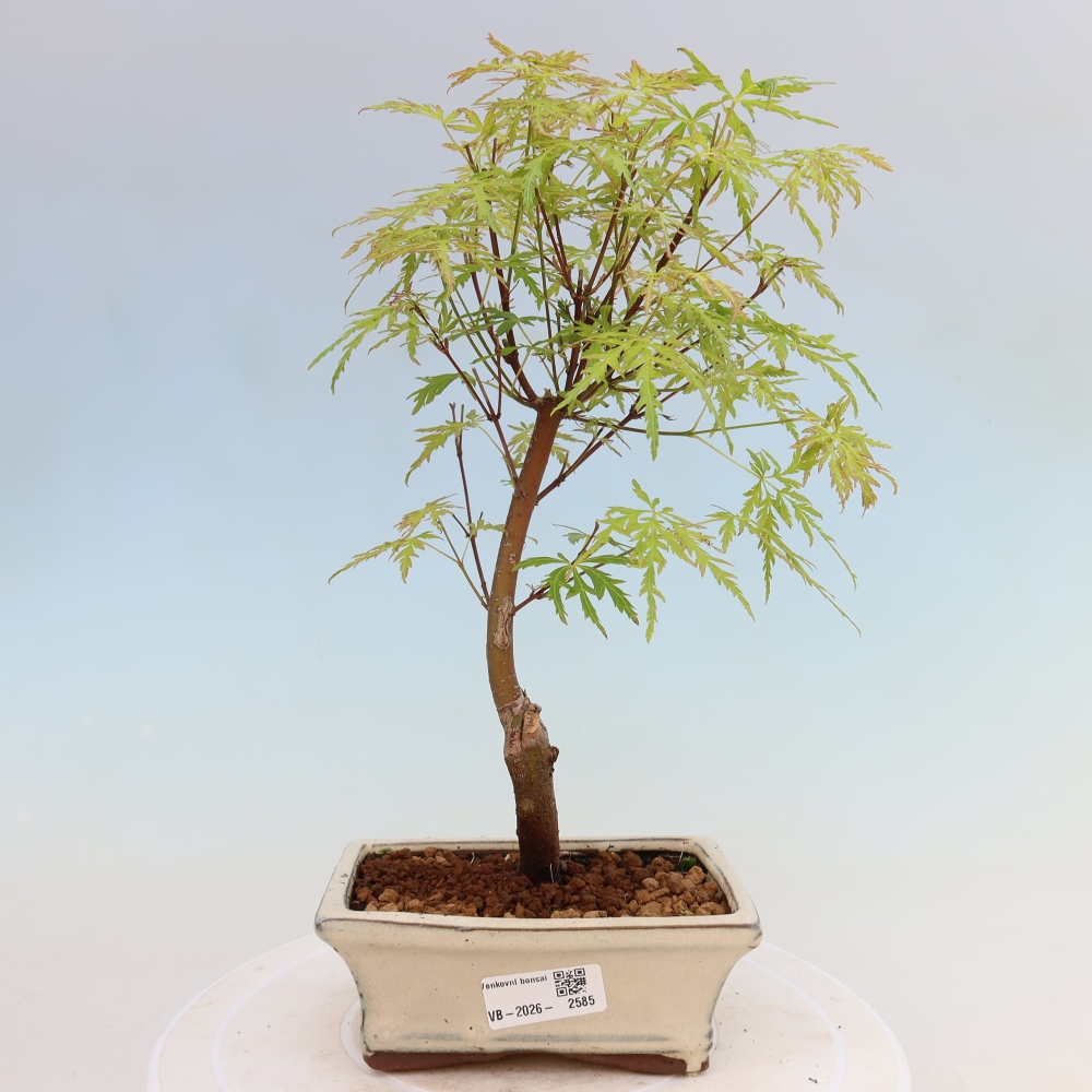 Kültéri bonsai - Acer palmatum Dissectum