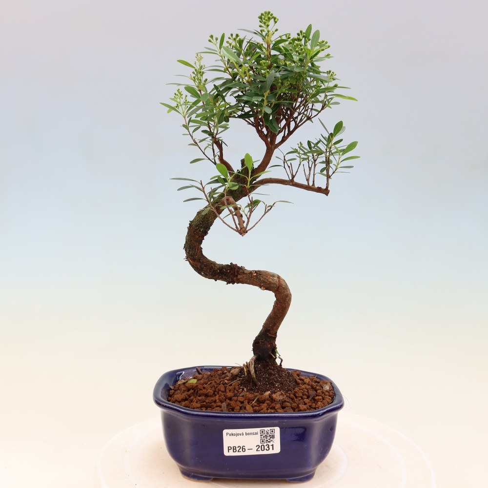Szobai bonsai - Syzygium - Pimento